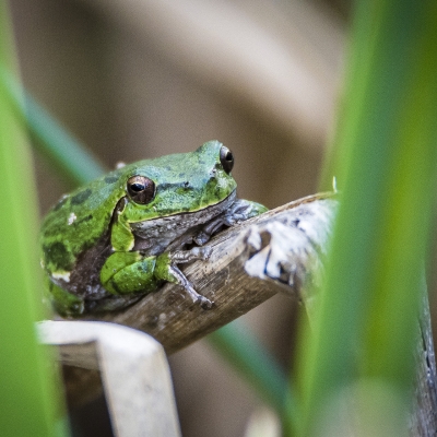 Raganella sarda (Hyla sarda)