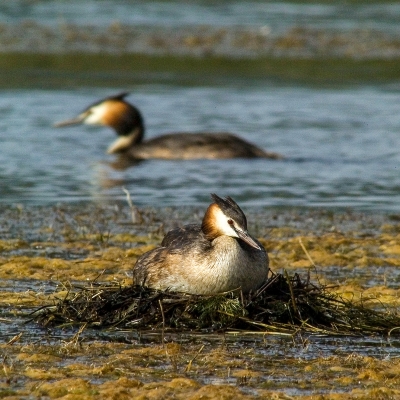Svasso maggiore (Podiceps cristatus) in cova