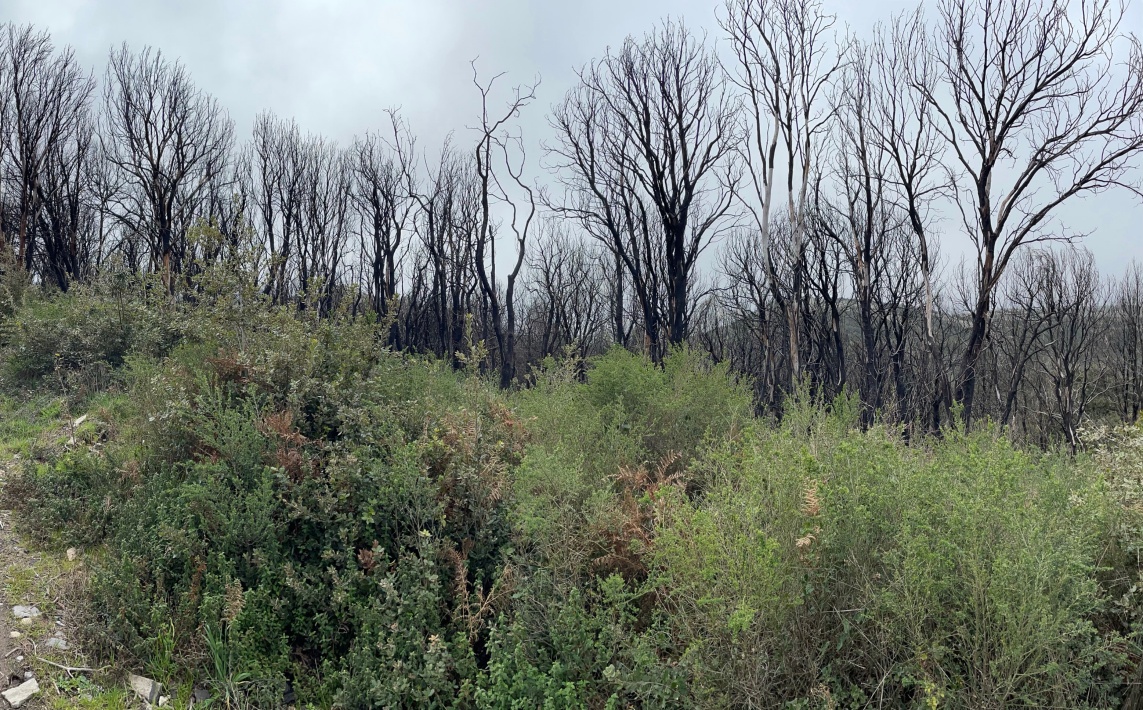 Mostra: “NaturArt – spegni il fuoco, riaccendi la speranza”