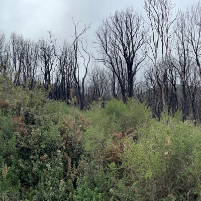 Incendio del Montiferru