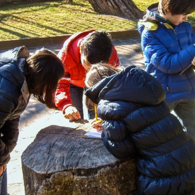 Attività didattica Piante ed animali in Città