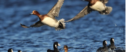 Visualizza la notizia: Sardegna2030 - ALI IN VIAGGIO