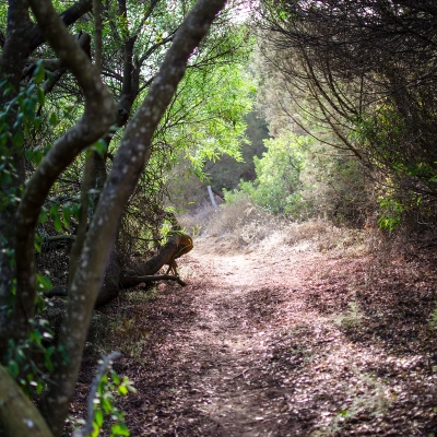 Tratto del sentiero nel bosco