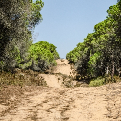 Fascia antincendio nella pineta