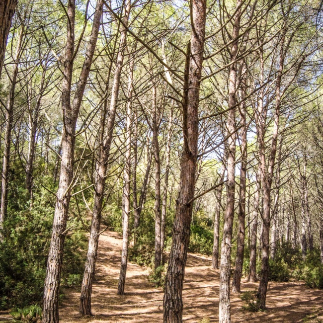 Particolare dei pini