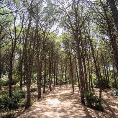 Il tracciato dentro la pineta