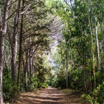 Il sentiero tra i pini e gli eucalipti