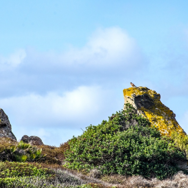Gheppio (Falco tinnunculus)