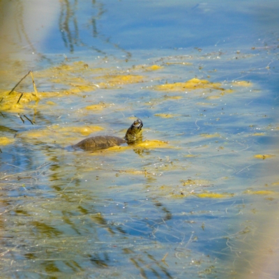 Testuggine palustre europea (Emys orbicularis)