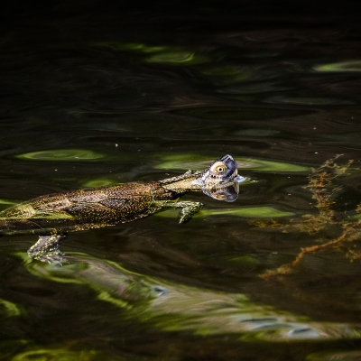 Testuggine palustre europea (Emys orbicularis)