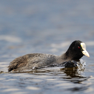 Folaga (Fulica atra)