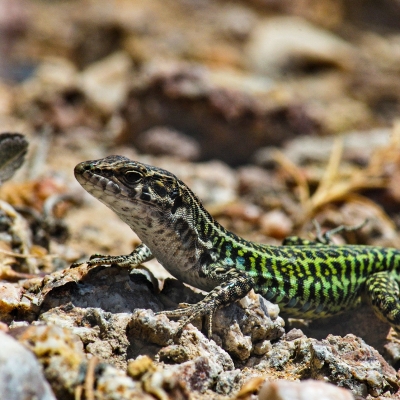 Lucertola tirrenica (Podarcis tiliguerta)