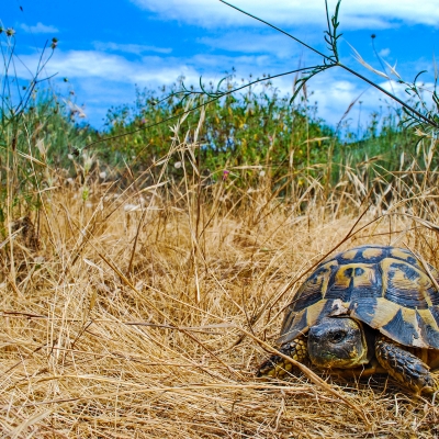 Testuggine comune (Testudo hermanni)