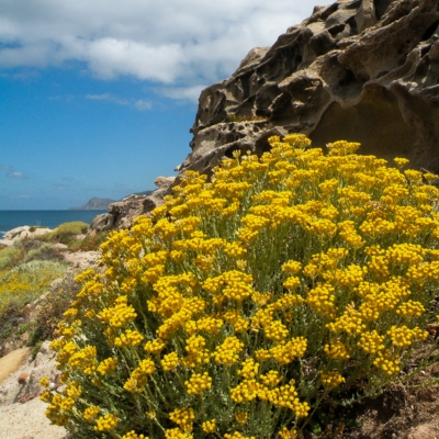 Cespuglio di elicriso (Elichrysum italicum microphillum)