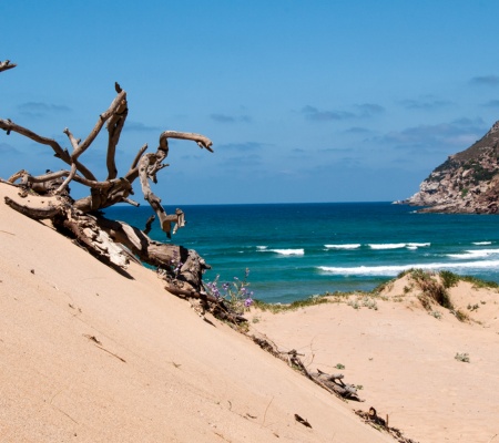 Visualizza la notizia: Il sistema dunale