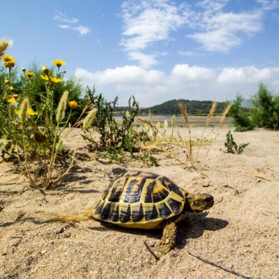 Testuggine comune (Testudo hermanni)