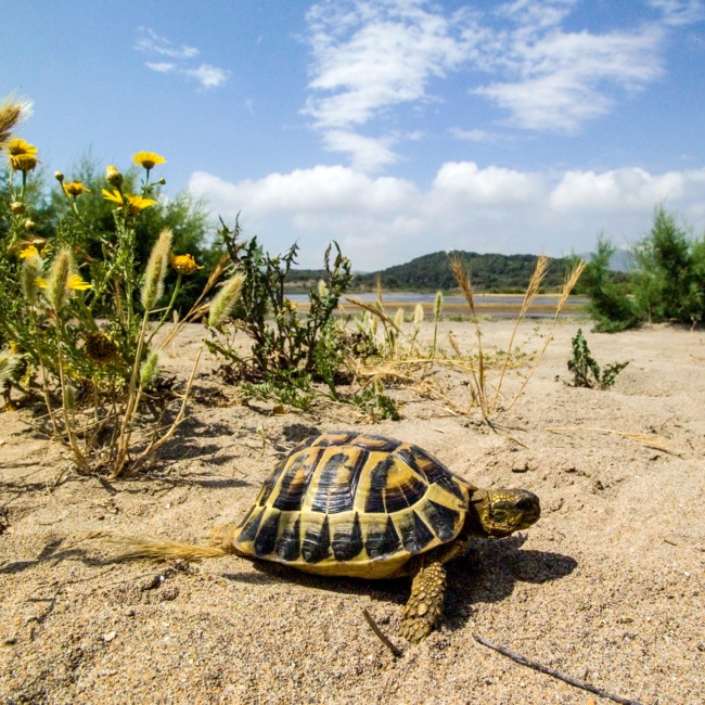 Testuggine comune (Testudo hermanni)