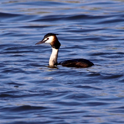 Svasso maggiore (Podiceps cristatus)