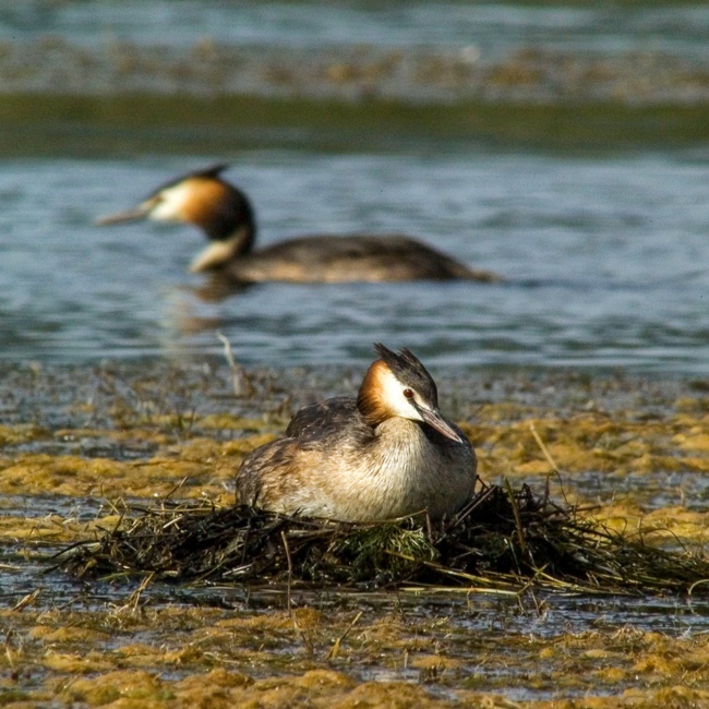 Svasso maggiore (Podiceps cristatus) in cova