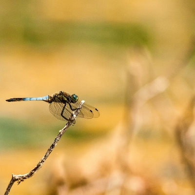 Libellula in volo sul lago