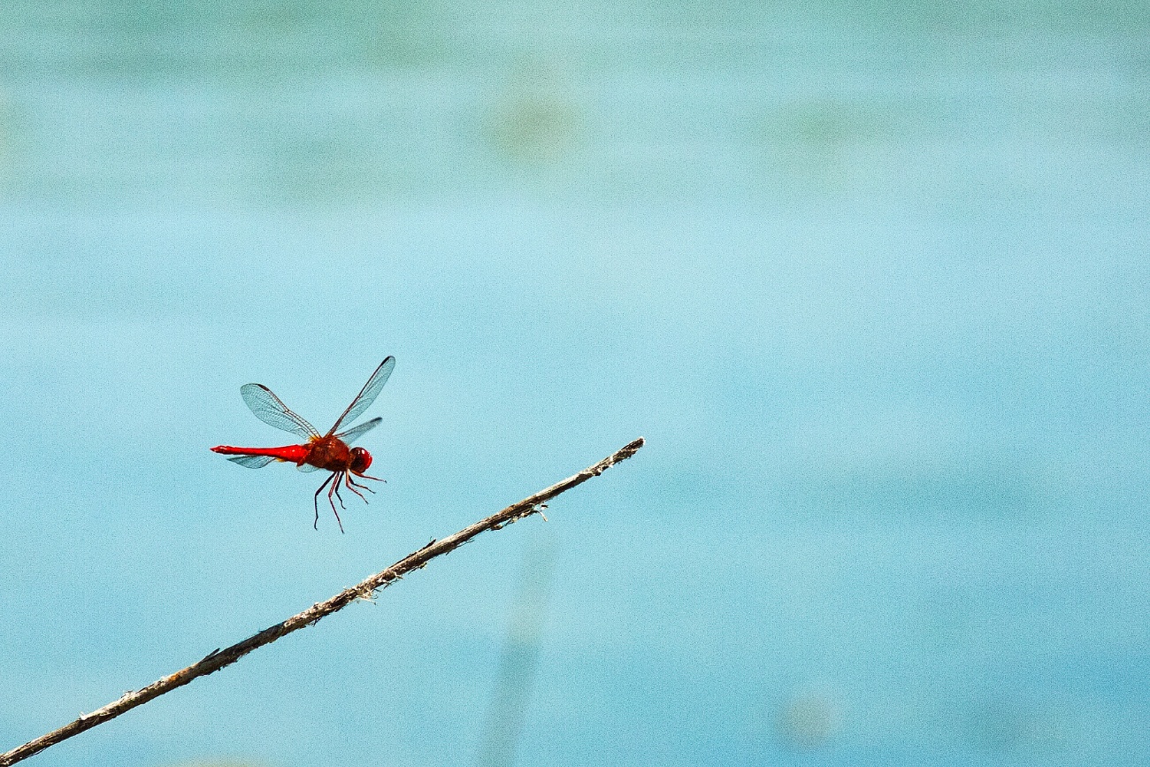 Libellula in volo sul lago