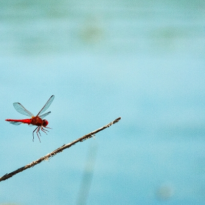 Libellula in volo sul lago