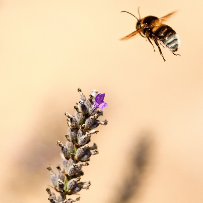 Ape in volo su lavanda in fiore